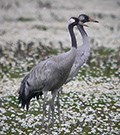 Common Crane © John Muddeman